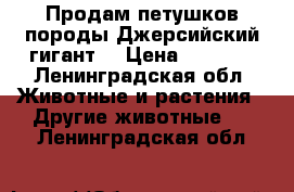 Продам петушков породы Джерсийский гигант  › Цена ­ 1 800 - Ленинградская обл. Животные и растения » Другие животные   . Ленинградская обл.